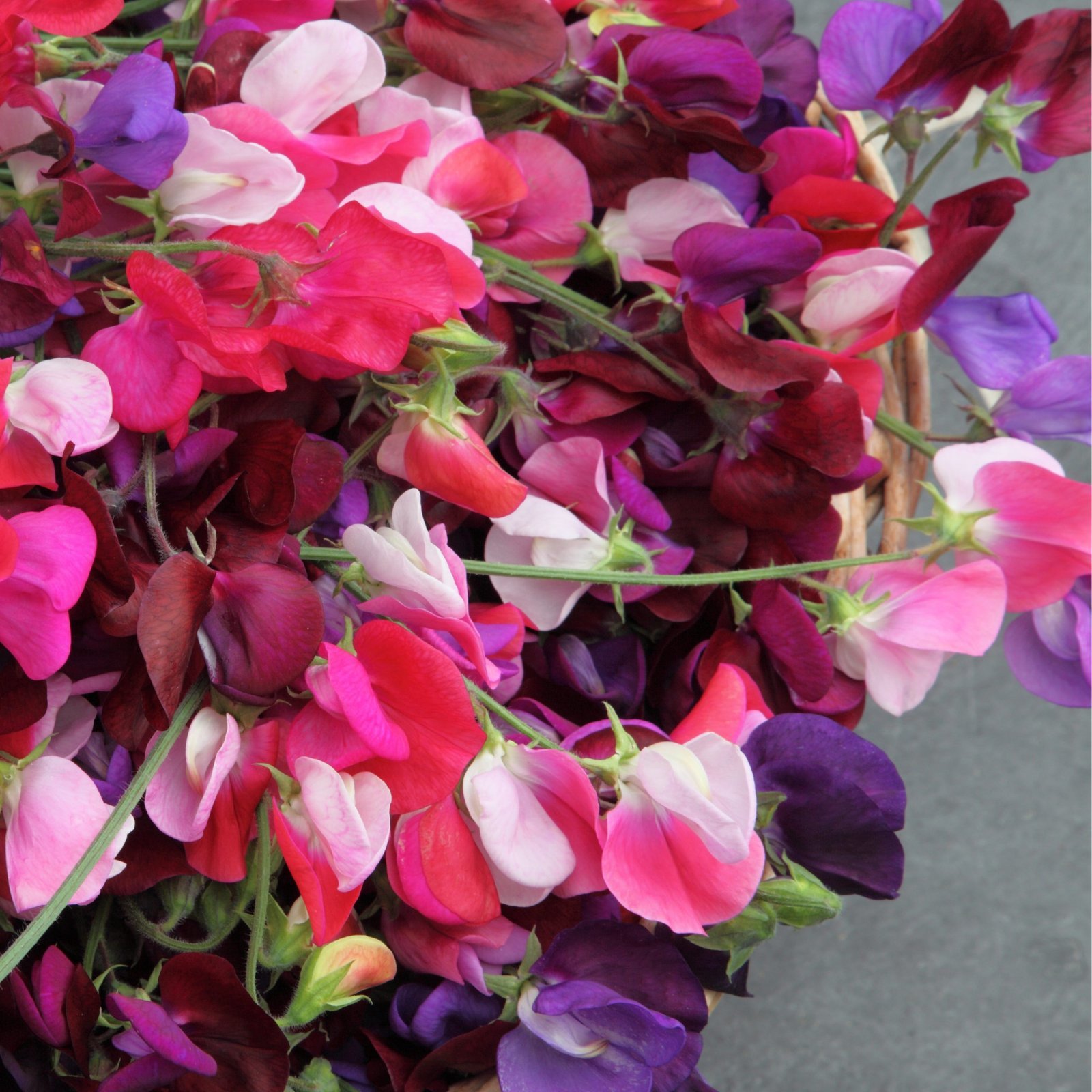Heirloom-Sweet-Pea-Seeds-1-scaled-1 মিষ্টি মটর ঐতিহ্যবাহী ফুল বীজ | Sweet Pea Heirloom Mix Seeds - Image 1