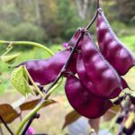 Hyacinth Bean – Purple বীজ | Hyacinth Bean – Purple Seeds