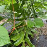 কাঞ্চন দেশি শিম বীজ | Kanchan Hyacinth Bean Seeds