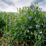 খেসারি কলাই শাক বীজ | Khesari Kalay Shak (Grass Pea) Seeds
