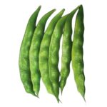 Knoldog Hyacinth Green Bean বীজ | Knoldog Hyacinth Green Bean Seeds – Country Bean / Hyacinth Bean