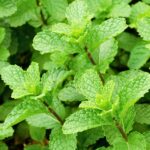 Lemon Balm Non-GMO বীজ | Lemon Balm Non-GMO Seeds