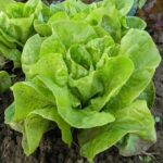 খাট্টাহ মিঠাহ বরই বীজ | Khatta Meetha Jujube Seeds