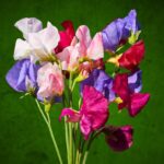 Mammoth মিষ্টি Pea (Lathyrus Odoratus) Mix বীজ | Mammoth Sweet Pea (Lathyrus Odoratus) Mix Seeds