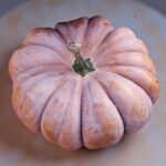 Musquee de Provence মিষ্টি কুমড়া বীজ | Musquee de Provence Pumpkin Seeds (Cucurbita moschata) – Heirloom French Fairytale Pumpkin