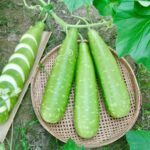 লাউ Nice Green বীজ | Bottle Gourd Nice Green Seeds