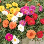 Portulaca Double Mix বীজ | Portulaca Double Mix Seeds 1 Gram – Moss Rose Double Flower Mix