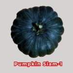 মিষ্টি কুমড়া Siam-1 বীজ | Pumpkin Siam-1 Seeds