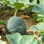 মিষ্টি কুমড়া Sultan হাইব্রিড বীজ | Pumpkin Sultan Hybrid Seeds
