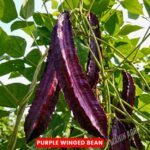 মিনি তরমুজ বীজ | Mini Sugar Baby Watermelon Seeds