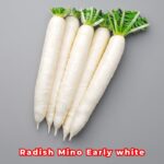 মার্টিন্স ক্যারট টমেটো বীজ | Martin's Carrot Tomato Seeds