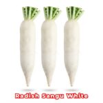 মূলা Sangu White বীজ | Radish Sangu White Seeds