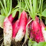 মূলা China Rose – জৈব বীজ | Radish China Rose – Organic Seeds