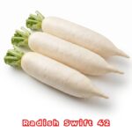 সুইফট ৪২ মূলা বীজ | Swift 42 Radish Seeds