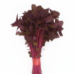 লাল শাক Lal Tuktuki বীজ | Red Amaranth Lal Tuktuki Seeds – Bangladeshi Lal Shak (Amaranthus tricolor) For Planting