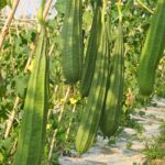 ঝিঙে MA Super বীজ | Ridge Gourd MA Super Seeds