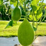 লাউ Surma (Round) বীজ | Bottle Gourd Surma (Round) Seeds