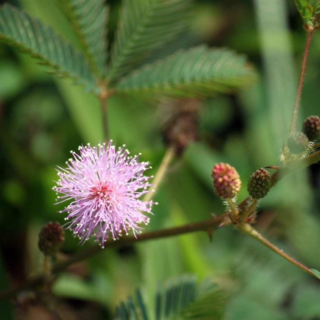 Sensitive-Briar Sensitive Briar বীজ | Sensitive Briar Seeds – Pink Puffball Native Wildflower for Pollinator Gardens - Image 1