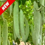 অর্পিতা চিচিঙ্গা বীজ | Snake Gourd Orpita Seeds