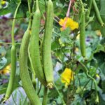 আর্লি বার্ড ধুন্দুল বীজ | Sponge Gourd Early Bird Seeds