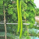 এক্সট্রা লং ধুন্দুল বীজ | Sponge Gourd Extra Long Seeds