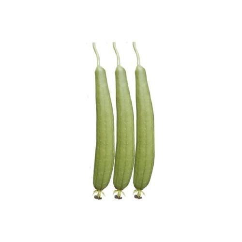 Sponge-Gourd-White-Angle হোয়াইট অ্যাঙ্গেল ধুন্দুল বীজ | Sponge Gourd White Angle Seeds - Image 1