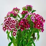 সুইট উইলিয়াম ফুল বীজ | Sweet William (Dianthus barbatus) Seeds