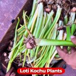লতিরাজ কচু লতা/চারা | Taro Stolon (Lotiraj Kochu) Plantlets