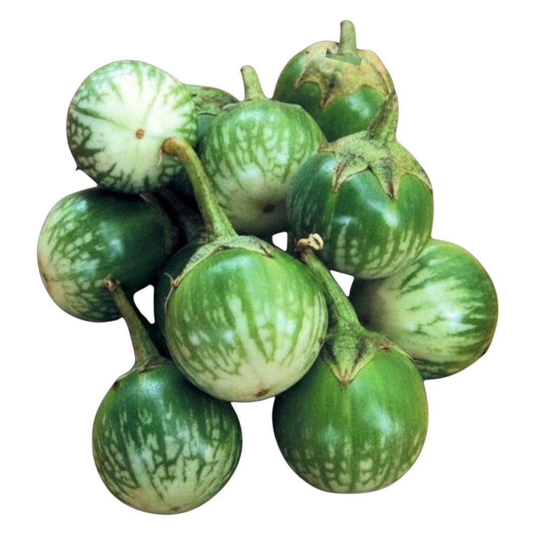 Thai-Round-Eggplant-1-New থাই রাউন্ড গোল বেগুন বীজ | Thai Round Green Eggplant Seeds - Image 1