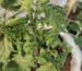 Treatment for leaf curl disease in tomato plants