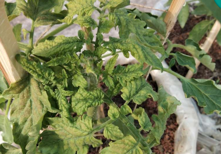 Treatment for leaf curl disease in tomato plants