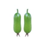 মায়া চালকুমড়া বীজ | Maya Wax Gourd Seeds