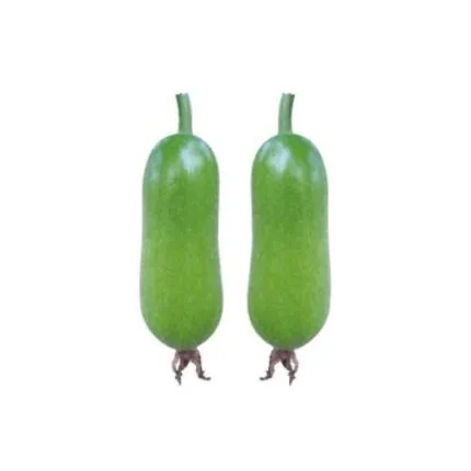 Maya চালকুমড়া বীজ | Wax Gourd Seeds