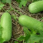 থাই বেবি ডল চালকুমড়া বীজ | Thai Baby Doll Wax Gourd Seeds