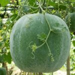জাম্বো গোল চালকুমড়া বীজ | Jumbo Round Wax Gourd Seeds