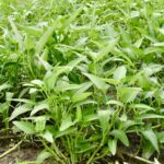 কলমি শাক বীজ | Kalmi Shak (Water Spinach) Seeds