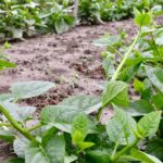 Pui Shak Green (Regular) Thin Vines বীজ | Pui Shak Green (Regular) Thin Vines Seeds