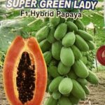 পেঁপে বীজ | Papaya Seeds – Super Green Lady Hybrid Papaya Seeds For Planting 1 Gram Seeds