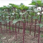 লাল ডাটা শাক বীজ | Red Stem Amaranth Seeds