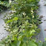 ডায়েট বরবটি বীজ | Diet Yard Long Bean Seeds