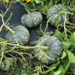 মিষ্টি কুমড়া Bangla মিষ্টি এফ১ (F1) NON-GMO বীজ | Pumpkin Bangla Sweet F1 NON-GMO Seeds