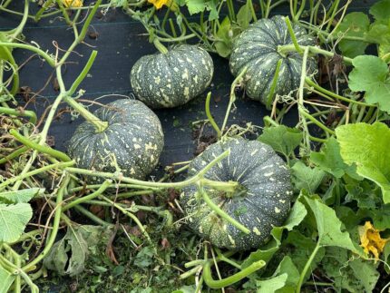 মিষ্টি কুমড়া Bangla মিষ্টি এফ১ (F1) NON-GMO বীজ | Pumpkin Bangla Sweet F1 NON-GMO Seeds