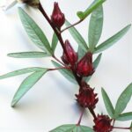রোসেল (চুকাই শাক) বীজ | Roselle (Hibiscus sabdariffa) Seeds