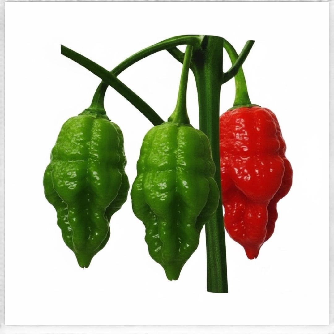 WhatsApp-Image-2025-11-25-at-07.13.14_39b3f6bb Chili – Naga Jolokia বীজ | Chili – Naga Jolokia Seeds For Planting - Image 1