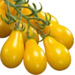 ইয়েলো পিয়ার চেরি টমেটো বীজ | Yellow Pear Heirloom Tomato Seeds