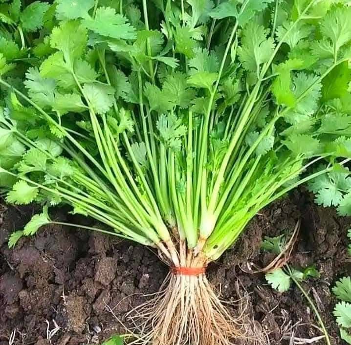coriander2 চকলেট হ্যাবানেরো মরিচ বীজ | Chocolate Habanero Pepper Seeds - Image 1