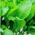 Mustard বীজ | Mustard Seeds – Japanese Tender Green Variety