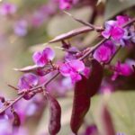 Purple Moonshadow Hyacinth Bean বীজ | Purple Moonshadow Hyacinth Bean Seeds – Ornamental Flower Vine
