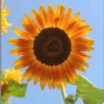 লাল সূর্যমুখী ফুল বীজ | Red Sunflower Seeds