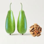 Green Queen লাউ বীজ | Green Queen Seeds Bottle Gourd (ছবি 4) - আজঘান এগ্রো প্রিমিয়াম বীজ